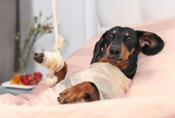 Pet Fractures